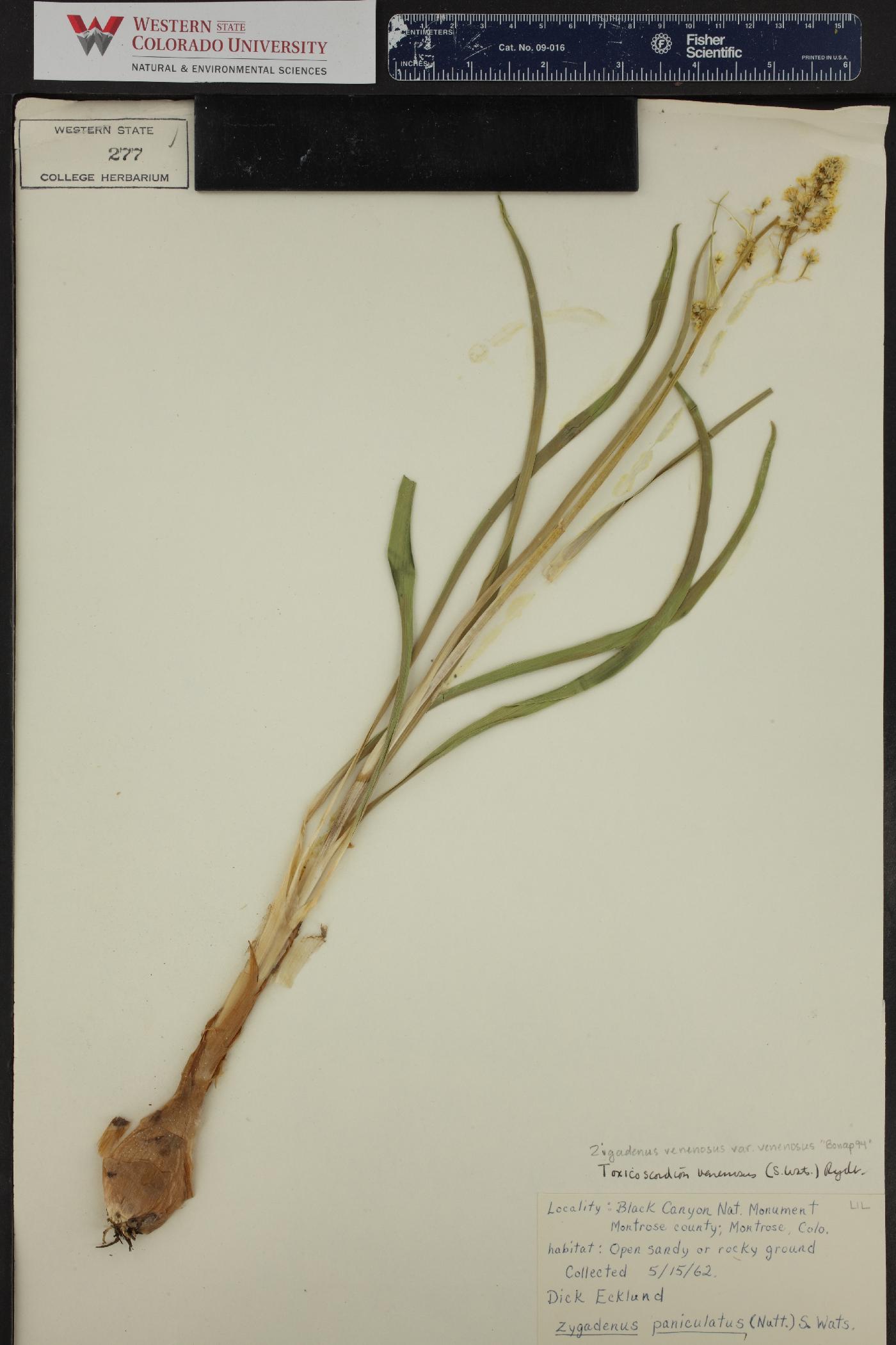 Zigadenus venenosus var. venenosus image